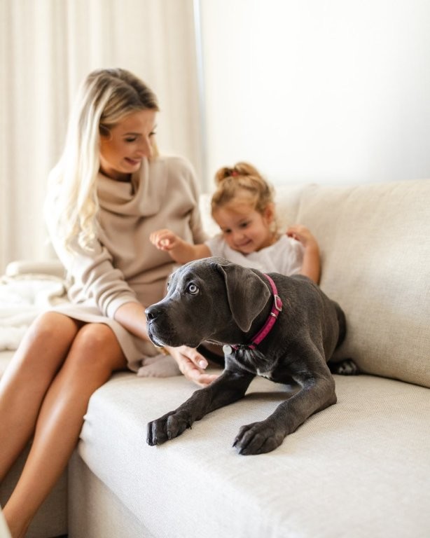 Pes v hoteli Linea Mare