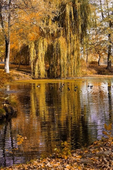 Vt&aacute;ky v parku Manor House Spa
